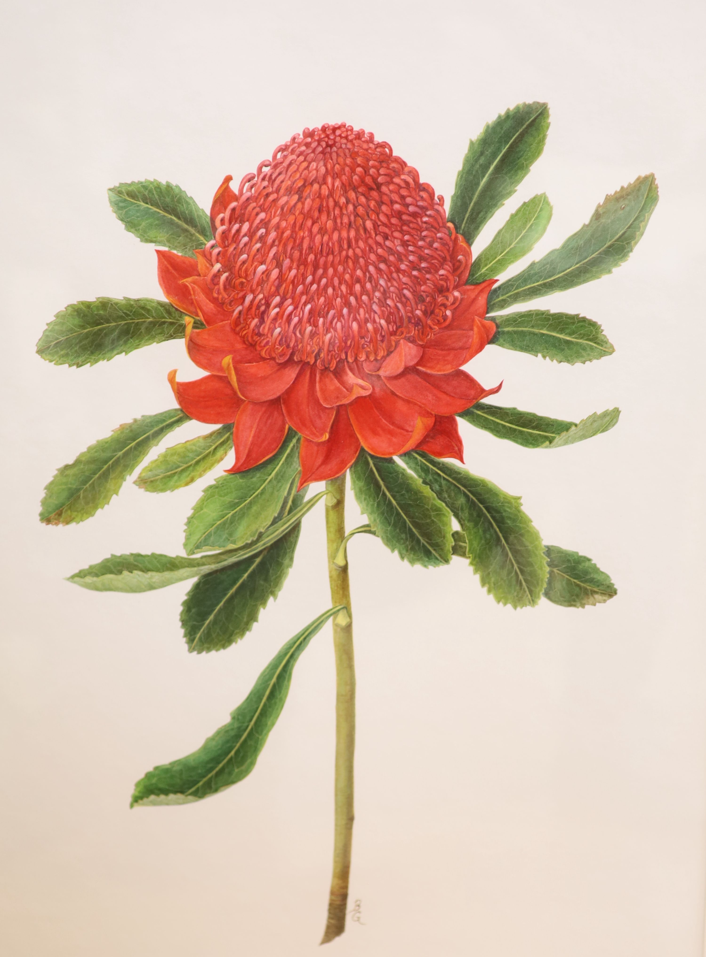 English School, watercolour on paper, Botanical study of an exotic flower, initialled BG, 49 x 36cm